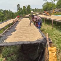 Kigasali Coffee Company Ltd photo 3