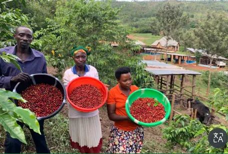 Kigasali Coffee Company Ltd photo 6