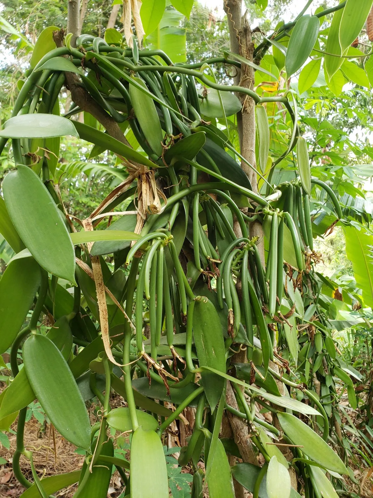Natural Extracts Industries Ltd (NEI Ltd) photo 1