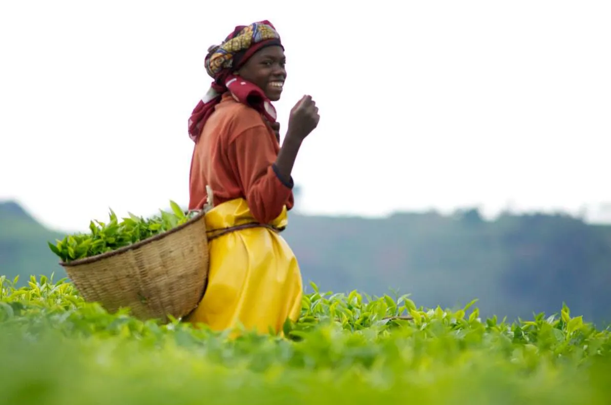 Rwanda Mountain Tea photo 1