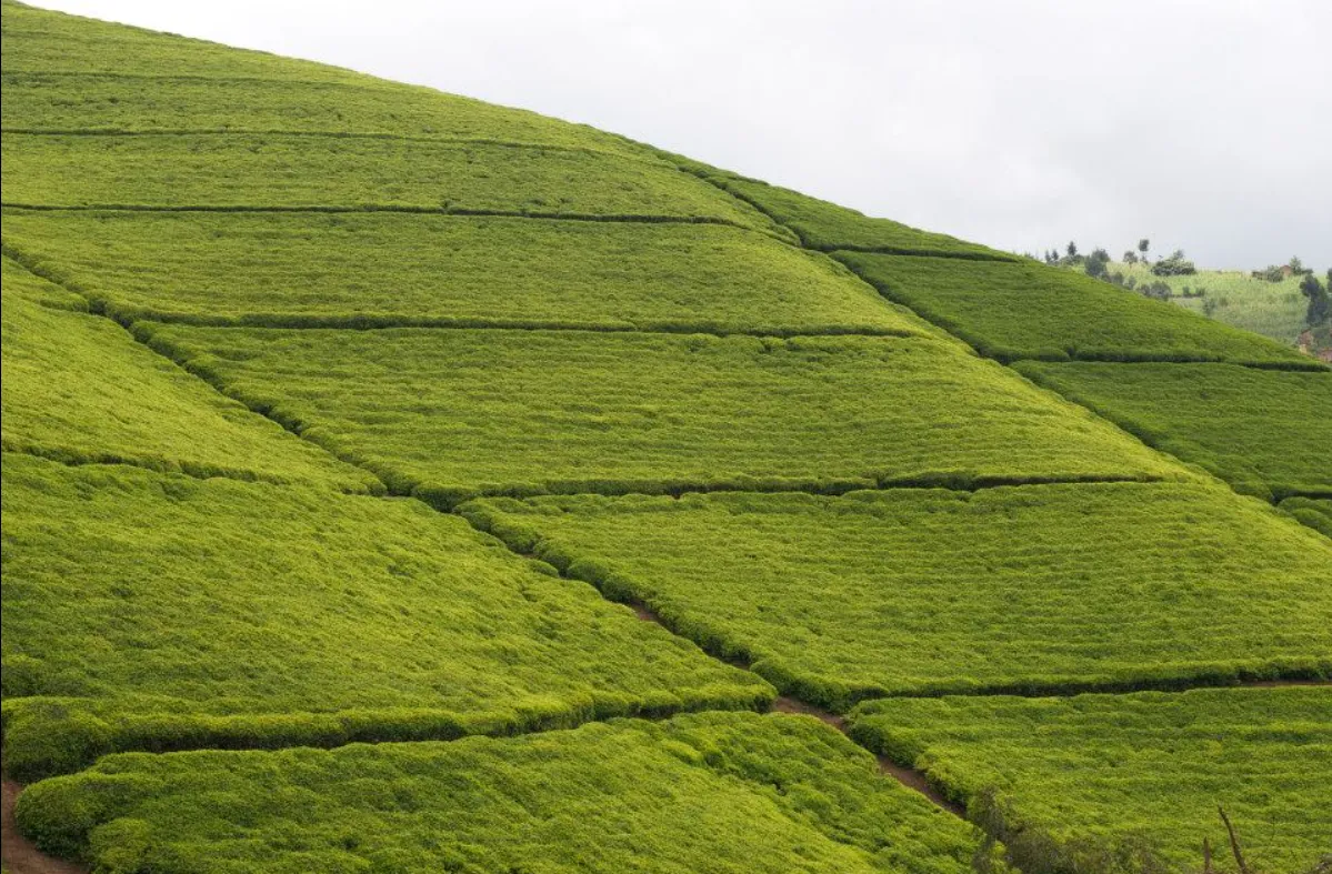 Rwanda Mountain Tea photo 2