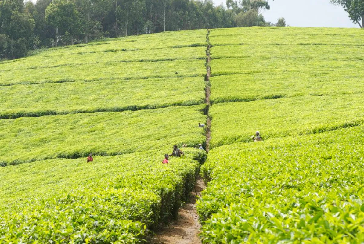 Rwanda Mountain Tea photo 3