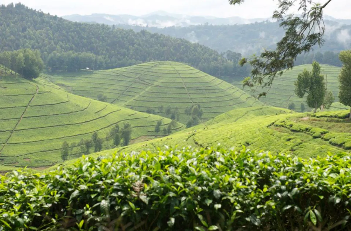 Rwanda Mountain Tea photo 4