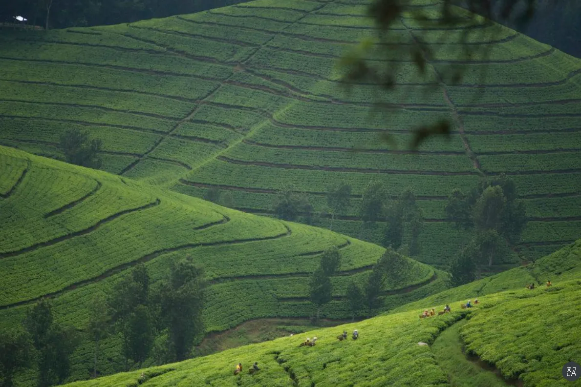Rwanda Mountain Tea photo 5