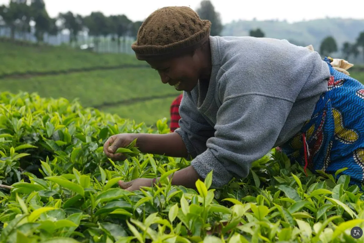 Rwanda Mountain Tea photo 6