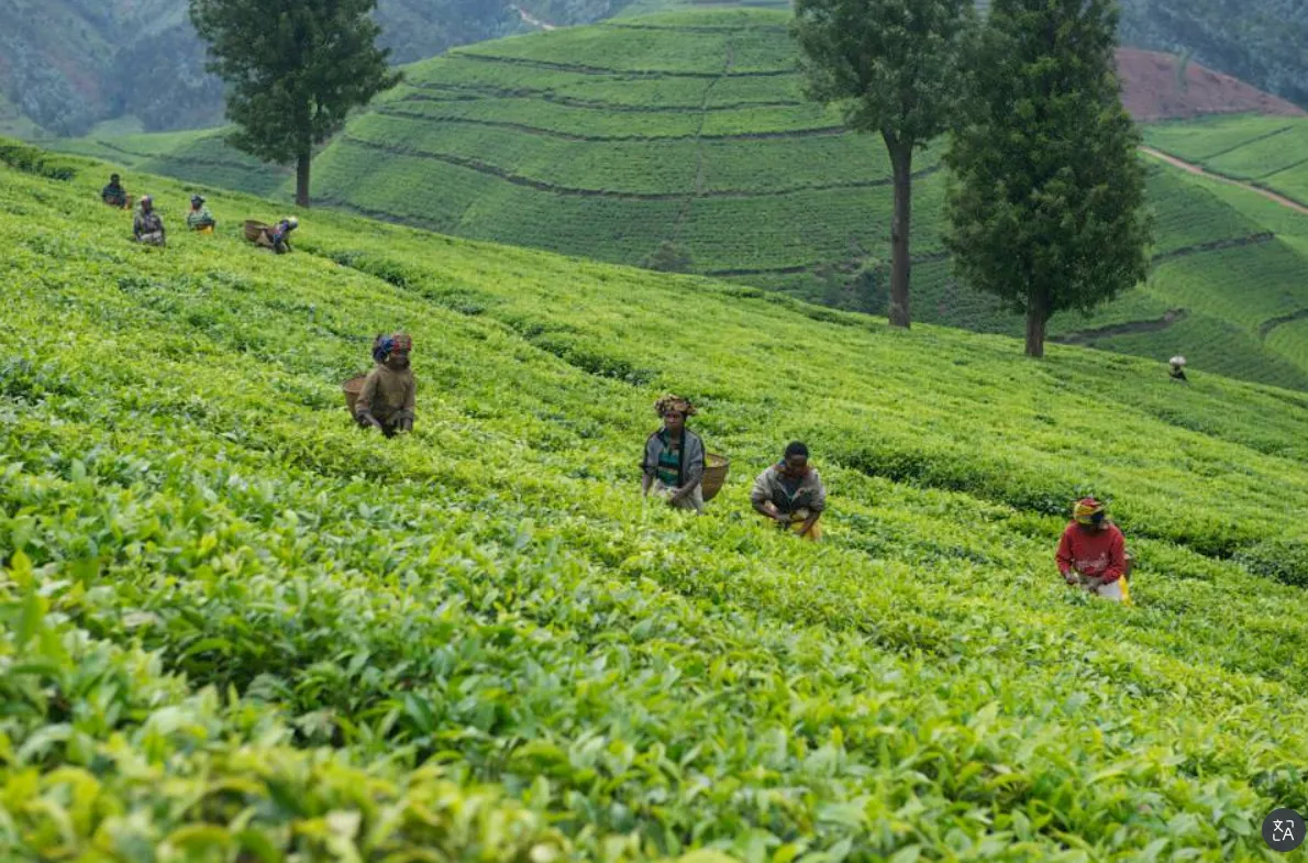 Rwanda Mountain Tea photo 7