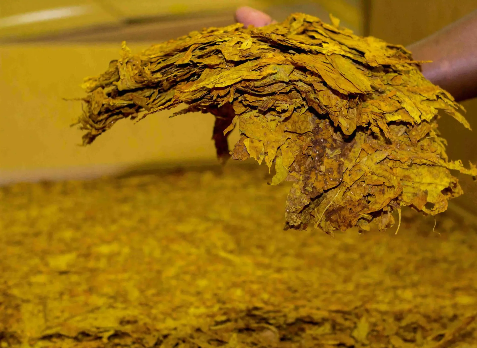 Mkwawa Leaf Tobacco Limited photo 3