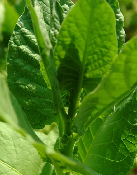 Mkwawa Leaf Tobacco Limited logo