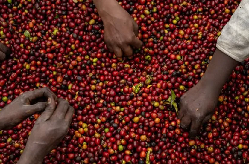 Mondul Coffee Estates Ltd banner