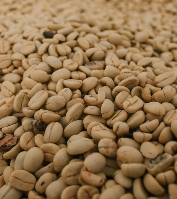 Mondul Coffee Estates Ltd photo 4