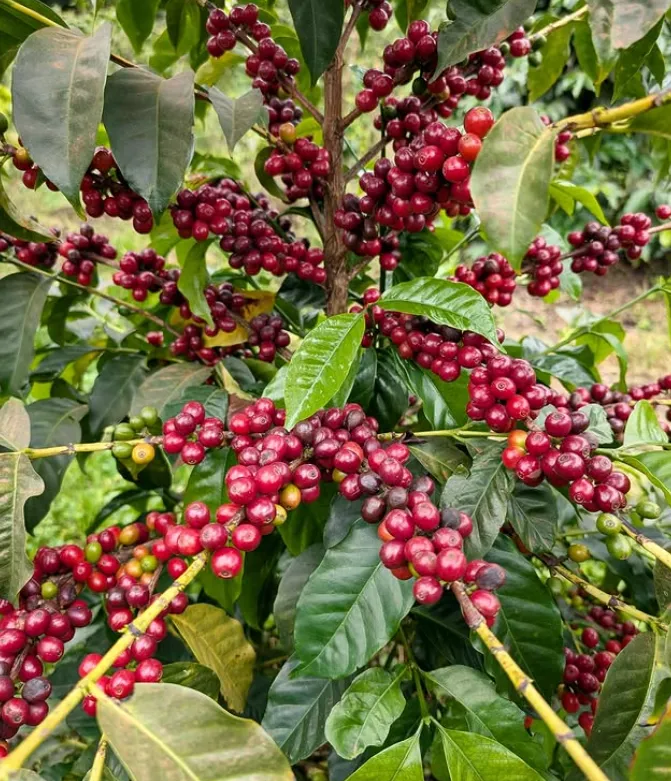 Mondul Coffee Estates Ltd photo 6
