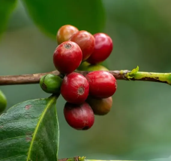 Mondul Coffee Estates Ltd photo 7