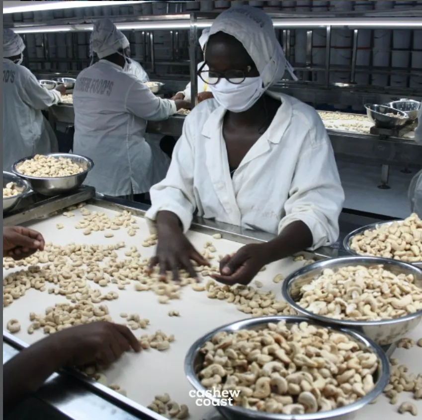 Cashew Coast photo 1
