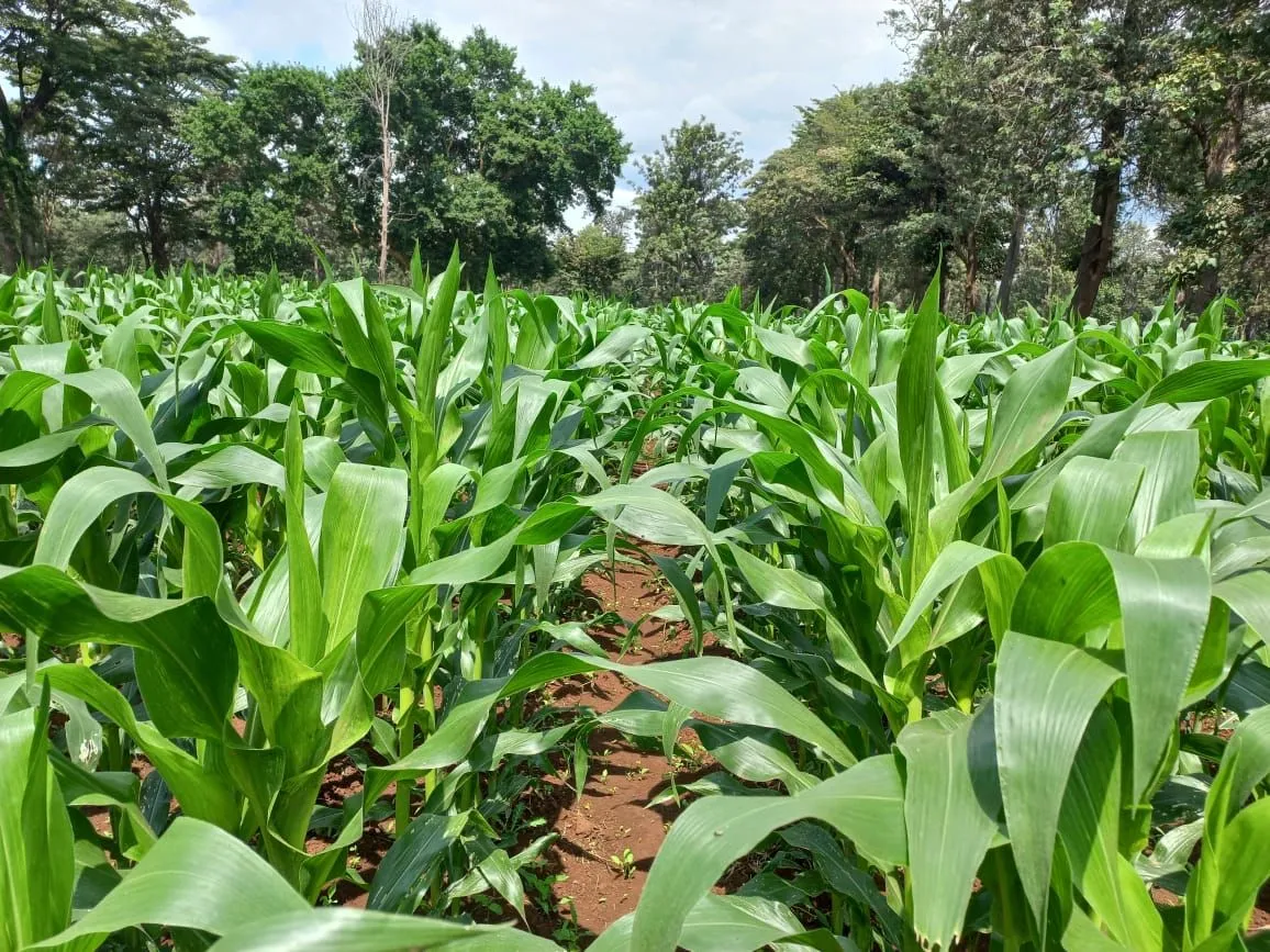 African Vegetables Company photo 3