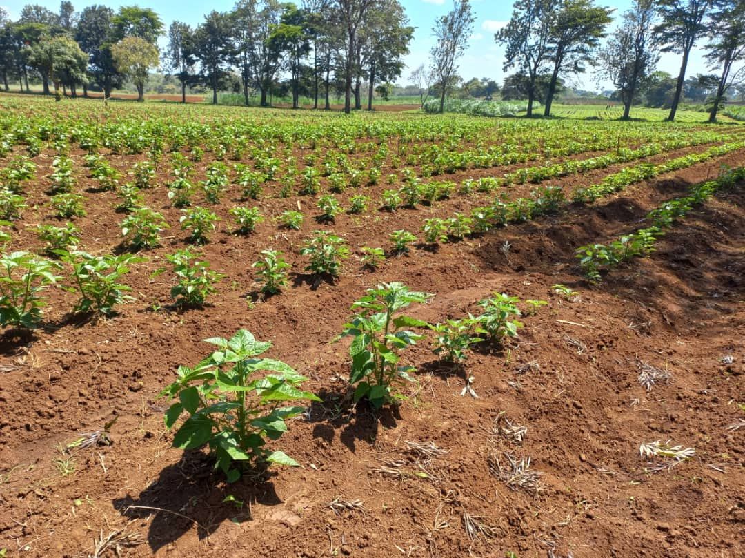 African Vegetables Company photo 4