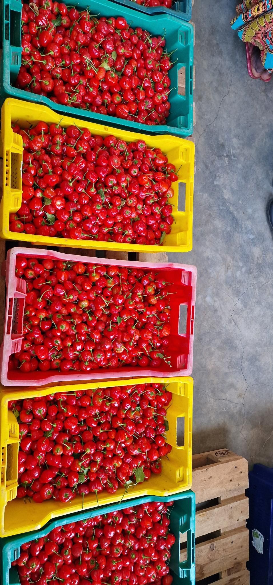 African Vegetables Company photo 6