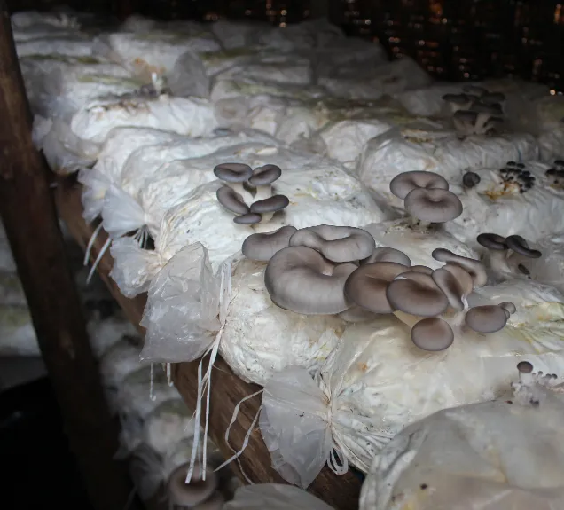 Kigali Farms photo 5