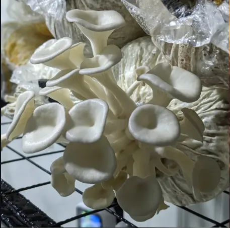 Prime Mushrooms Tanzania photo 1