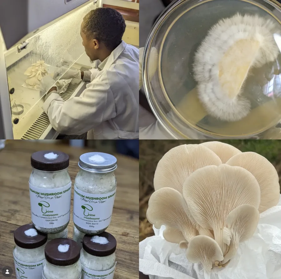 Prime Mushrooms Tanzania photo 4