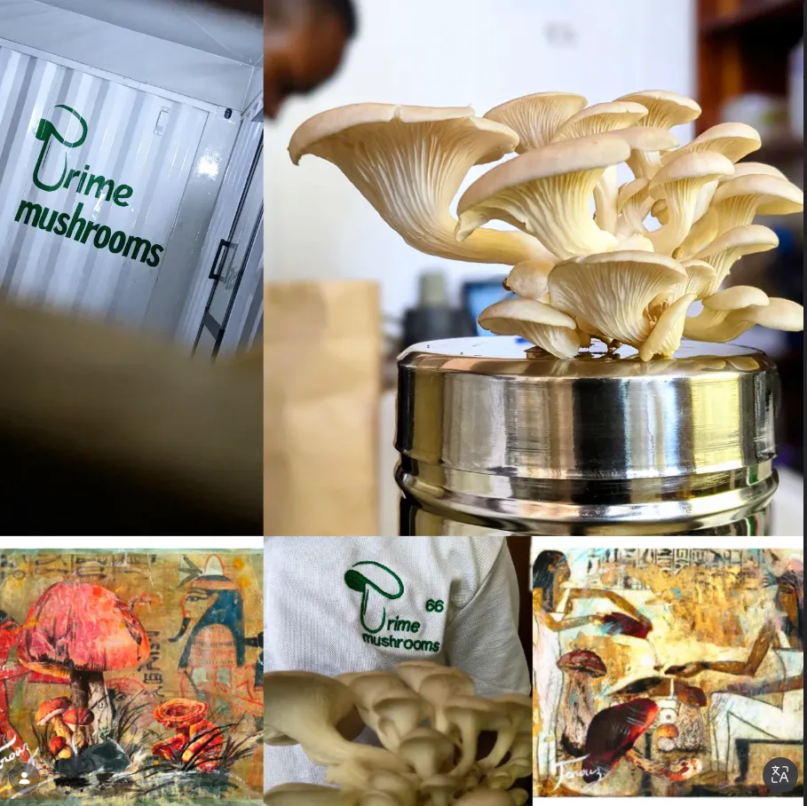Prime Mushrooms Tanzania logo